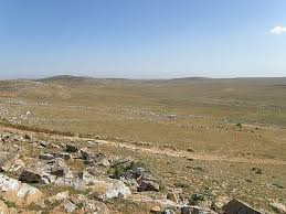 Image result for Cystostemon