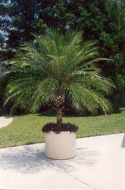 Coming to our country about half a. Pygmy Date Palms Lovetoknow