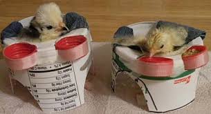 We did not find results for: Poultry Podiatry