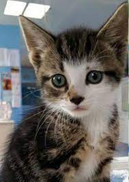 Liverpool Kittens In Need Of New Homes As Cat Rescue Centre Saved From Closure Cats Kittens Cat Rescue