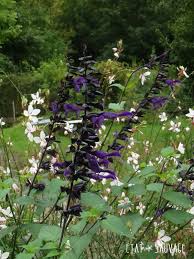 Epingle Sur Plantes