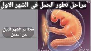 شكل الجنين في الشهر الاول youtube