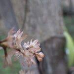 Image result for Diaphananthe bidens