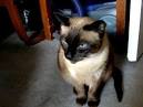 My Cat Can Talk! - Life with Siamese Cats
