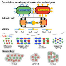 What do animal and bacterial cells have in common. A Synthetic Bacterial Cell Cell Adhesion Toolbox For Programming Multicellular Morphologies And Patterns Cell