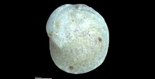 Image result for Cibirhiza