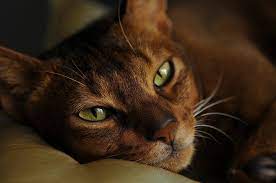 16 Cat Breeds With The Shortest Lifespans With Pictures Pet Keen