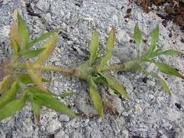 Image result for Dactyloctenium geminatum