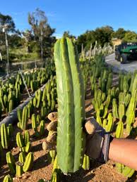 Image result for cactus cuttings