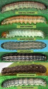 Jul 09, 2018 · before you try any of these methods, rescue any monarch eggs or caterpillars from harms way and relocate to other milkweed, or try raising monarch butterflies inside: Cutworms Aka Caterpillars Are Larvae Of Several Species Of Night Flying Moths Which Don T Cause Damage Called Cutworms Cutworms Garden Bugs Garden Insects