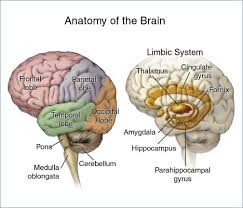 4 2 Our Brains Control Our Thoughts Feelings And Behaviour