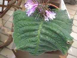 Image result for Streptocarpus erubescens