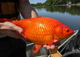 Mar 05, 2021 · it's hard to say, but most common goldfish have the potential to reach up to 10 inches in length under ideal conditions. Gefdjw4ptl Hcm