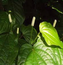 Image result for Piper capense