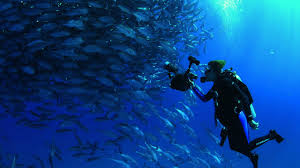 Image result for Scuba Blue 2014 AQ