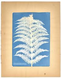 Image result for Athyrium annae