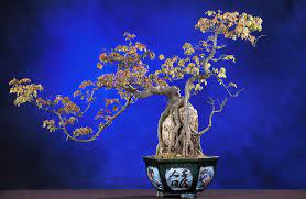 Kokedama in giapponese significa proprio palla di muschio o perla di muschio. Bonsai Definition And Synonyms Of Bonsai In The German Dictionary