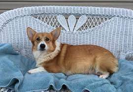 Our welsh corgis have coats of many colors such as: Welsh Corgi Pets And Animals For Sale Tennessee