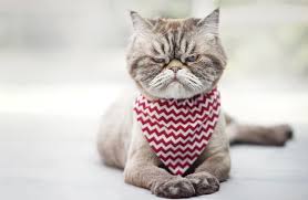 His empire includes movies, theme cat names from disney movies. 200 Disney Cat Names A List Of Every Disney Name For Cats My Pet S Name