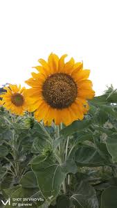 Bunga matahari adalah salah satu tanaman bunga yang populer di dunia. Fakta Mengenai Bunga Matahari Steemit