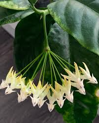 Image result for hoya multiflora