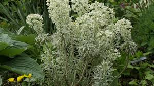 Pour les articles homonymes, voir euphorbe (homonymie). Jardin Les Euphorbes Des Plantes Vivaces A Feuillage Persistant