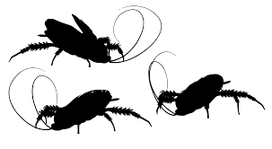 Ilustrasi lima semut hitam, semut serangga, semut, hewan, monokrom png. Svg Kecantikan Bug Lakaran Serangga Imej Ikon Svg Percuma Svg Silh