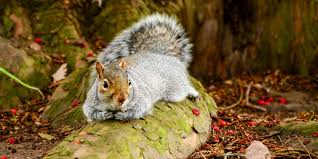 What Do Squirrels Eat What To Feed Grey Squirrels Ark Wildlife Uk Ark Wildlife Uk