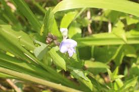 Image result for Psophocarpus scandens