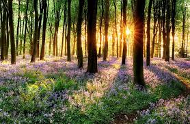 Spring Grass On Sunset 4k Ultra Hd Wallpaper 4k Wallpaper Net Spring Forest Landscape Outdoor