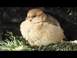 Mourning Doves Bird Tweet Of The Week Youtube