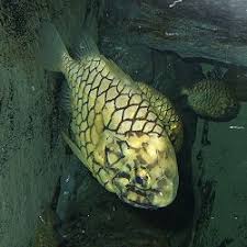 We love collecting pine cones but we aren't always sure what to do with them. Monocentridae Wikipedia