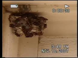 Because of this, burning a wasp nest can often lead to not only your property catching fire, but also you suffering painful burns. Removing A Wasp Nest 4 Steps Instructables