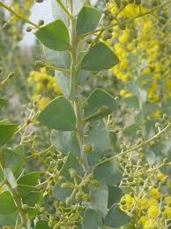 Image result for Acacia fleckii