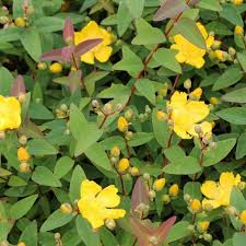 Check spelling or type a new query. Hypericum Hidcote Hedge St John S Wort Hedges Direct Uk Hedging Plants Plants Bush Plant