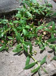 Image result for Oldenlandia corymbosa