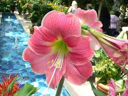 Image result for Hippeastrum sp. cultivars