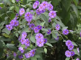 Image result for Lycianthes rantonnetii