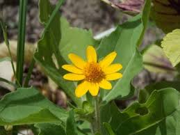メランポジウム メランポジューム のまとめ 寄せ植えや花言葉等9個のポイント 植物の育て方や豆知識をお伝えするサイト