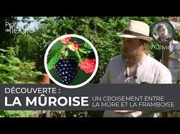 Epingle Sur Verger Fruitiers Et Petits Fruits Rouges