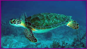 65 cute turtle wallpapers on wallpaperplay