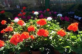 Learn more about our waco, tx office. Natural Landscaping Products Westview Nursery Landscaping