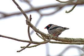 This serpent was said to have been seen in 1942 by michael esterhuise. Angola Birding Tours Namibia Birdwatching Tours Birdquest