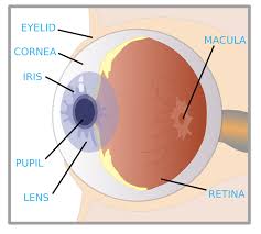 Image result for Cornea