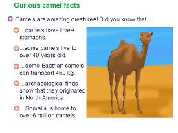 A dromedary camel in the sahara desert. Camel Adaptations Just How Do I Survive In