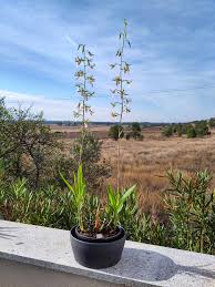 Image result for Eulophia guineensis