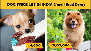 Dog Prices In India Part 2 Small Breed Dogs Budget Friendly Dogs Dog Price List Small Dog Breeds Dog Hotel