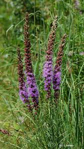 Maybe you would like to learn more about one of these? Prairie Blazing Star Liatris Pycnostachya Michx