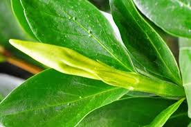 Image result for Rotala capensis