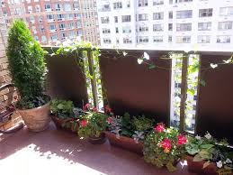 Geraniums/pelargoniums, erigeron, white or purple alyssum, daisies, rosemary, lavender, sage, calendula, petunia, gazania, tomatoes, marigolds or even tiny golden nugget pumpkins or golden zucchini. What Plants Can I Put On My Balcony Buy Trees Shrubs Perennials Annuals House Plants Statues And Furniture